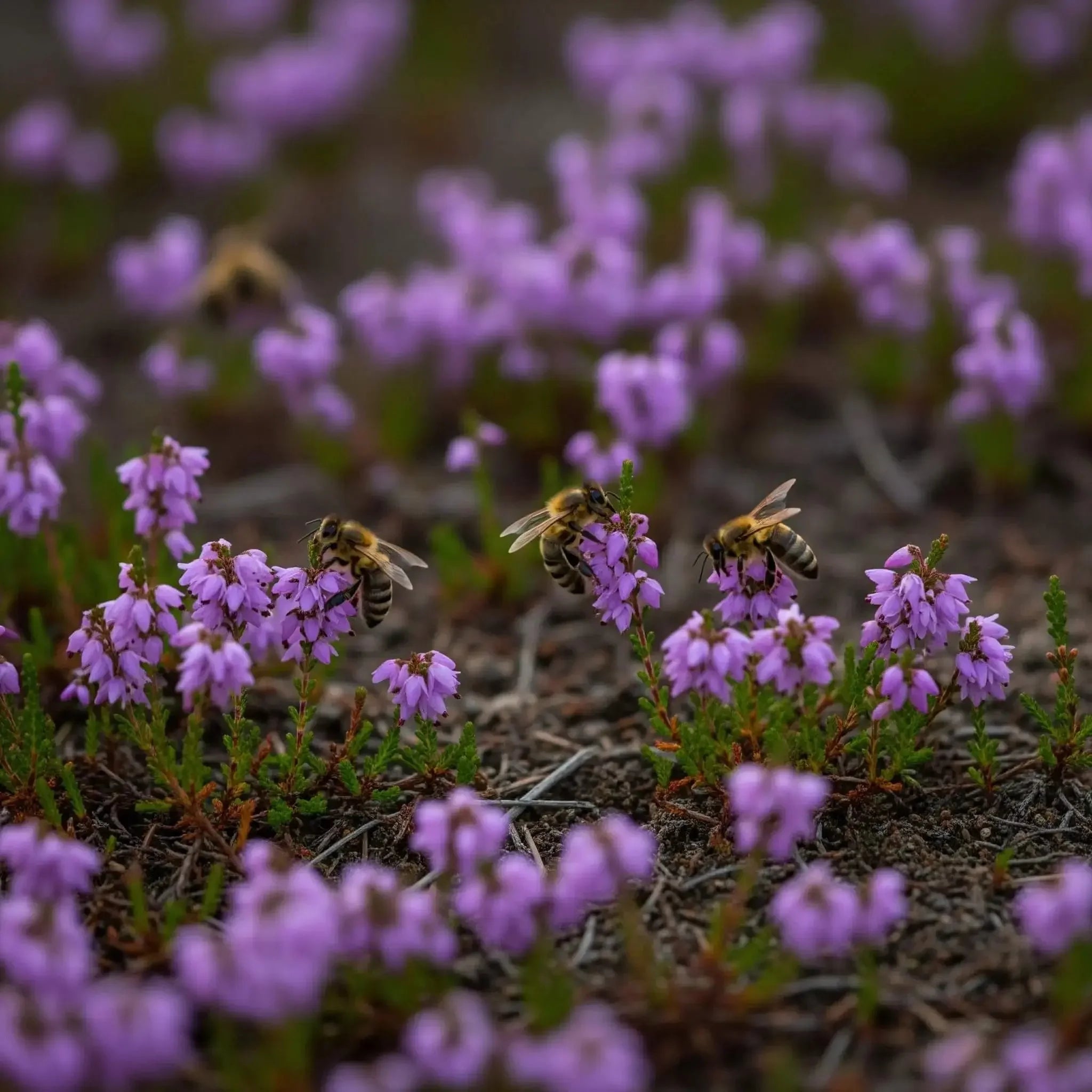 Bees pollinating vibrant purple wildflowers on earthy ground in a natural meadow