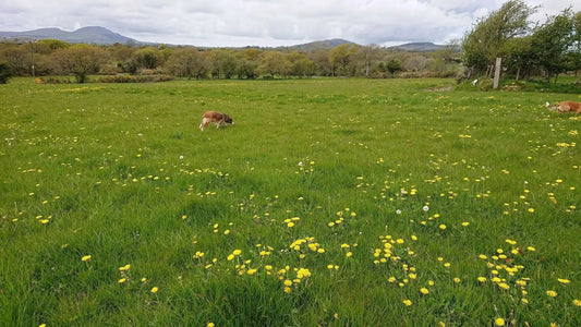 Mêl Llŷn (Spring) - 227g Welsh Raw Seasonal Honey - Limited Edition - Mêl Llŷn