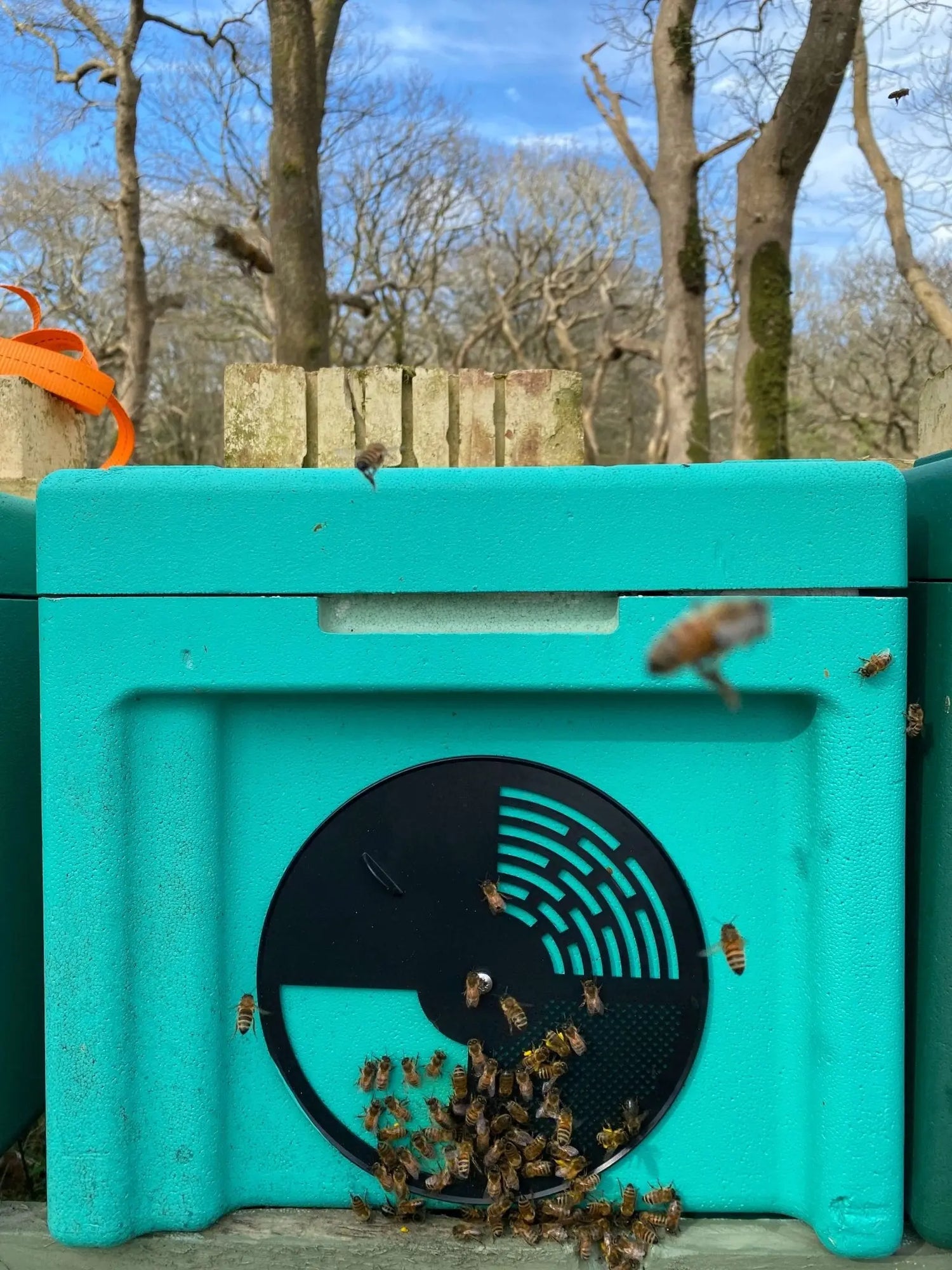 Nucleus Colonies - Mêl Llŷn