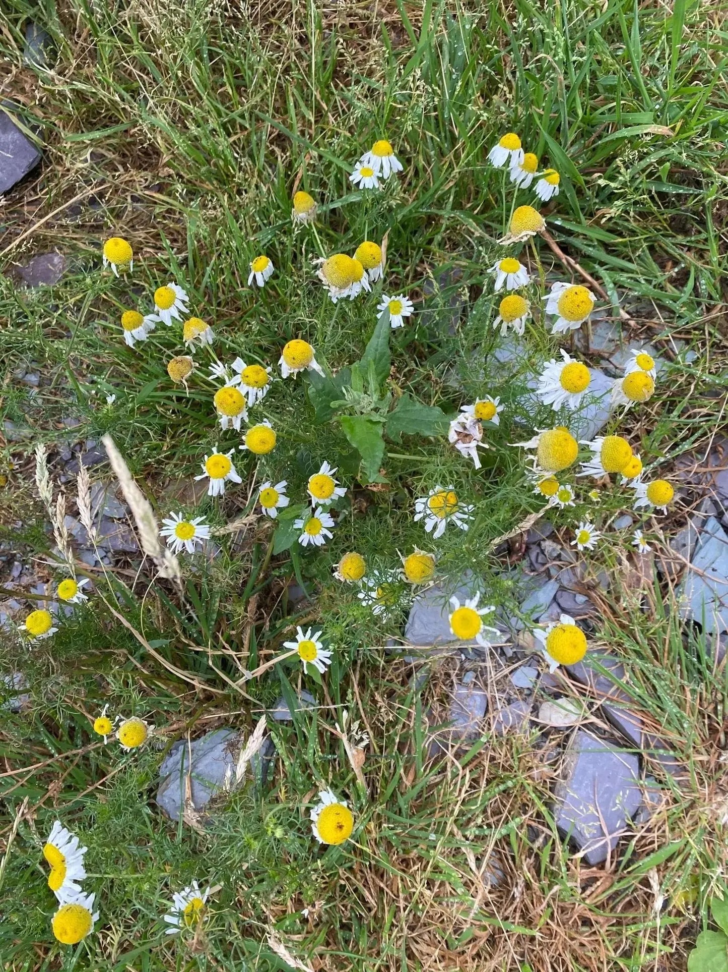 Mêl Llŷn - 227g Welsh Raw Seasonal Wildflower Honey (Summer) - Mêl Llŷn