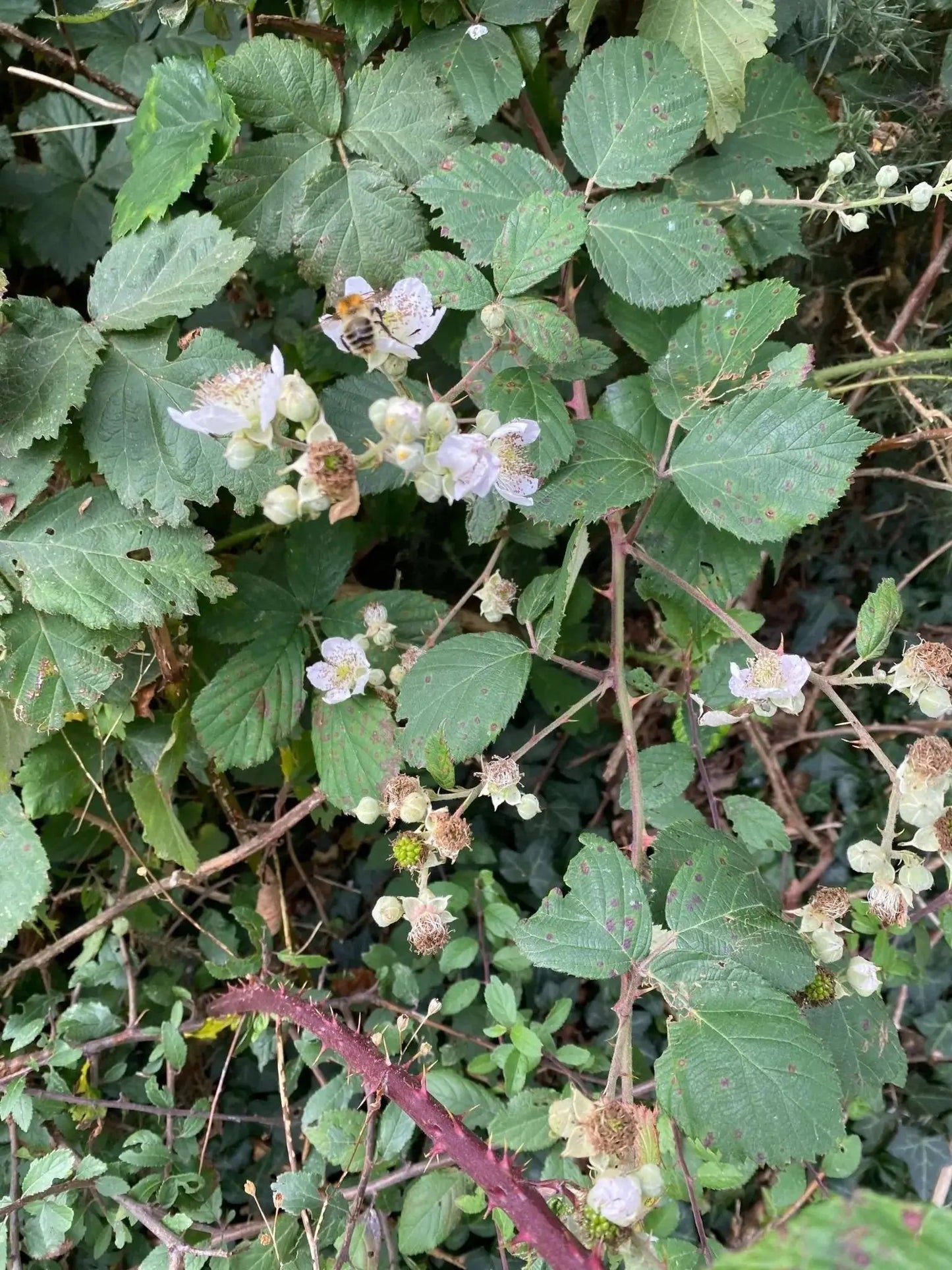 Mêl Llŷn - 227g Welsh Raw Seasonal Wildflower Honey (Summer) - Mêl Llŷn