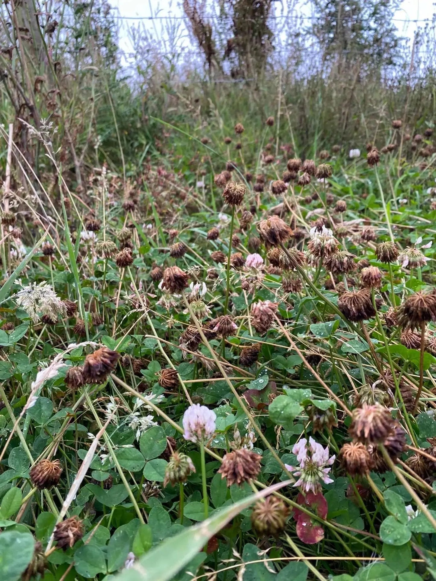 Mêl Llŷn - 227g Welsh Raw Seasonal Wildflower Honey (Summer) - Mêl Llŷn