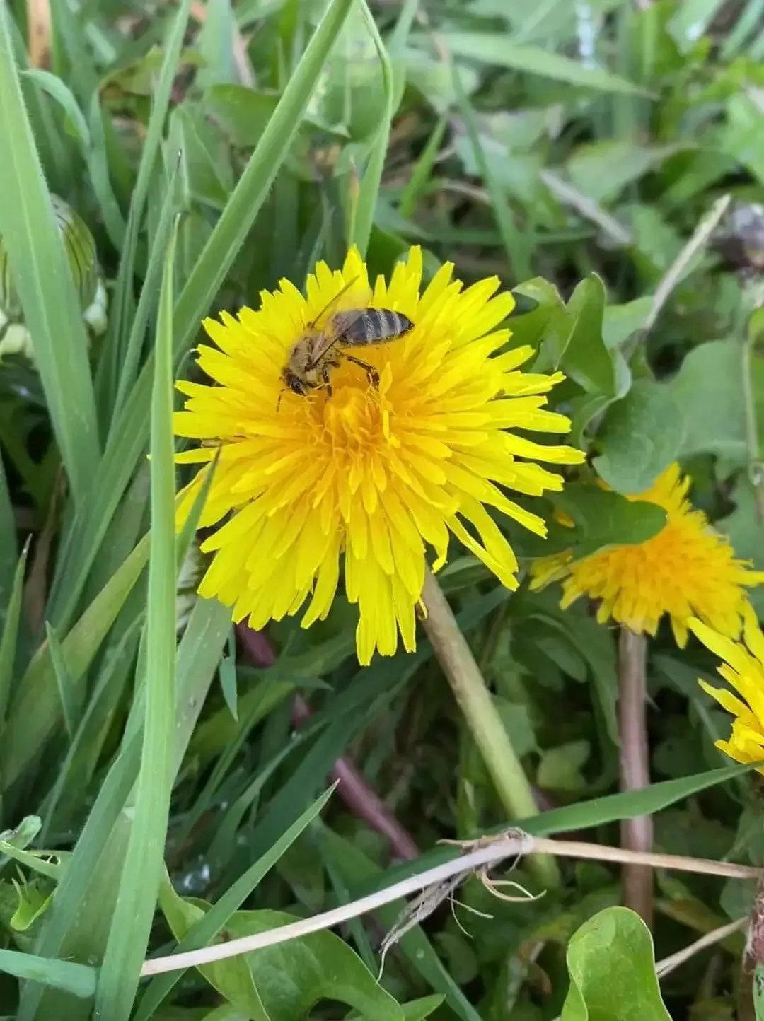 Mêl Llŷn (Spring) - 227g Welsh Raw Seasonal Honey - Limited Edition - Mêl Llŷn