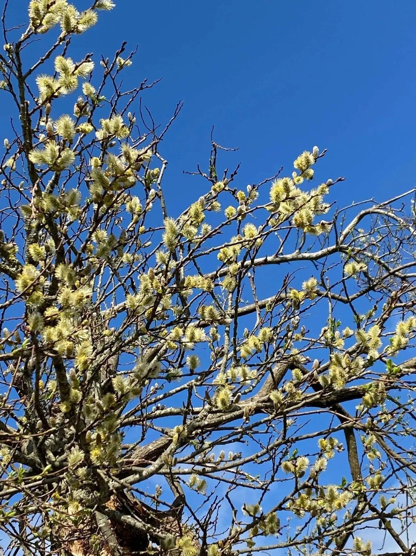 Mêl Llŷn (Spring) - 227g Welsh Raw Seasonal Honey - Limited Edition - Mêl Llŷn