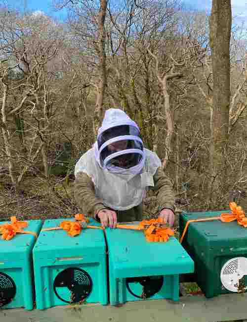 UK Overwintered Poly National Nucleus Colony - Pre Order for 2026 Now (Buckfast Queen Option) - Mêl Llŷn